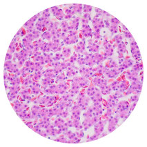 histología