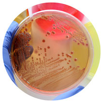 Microbiología